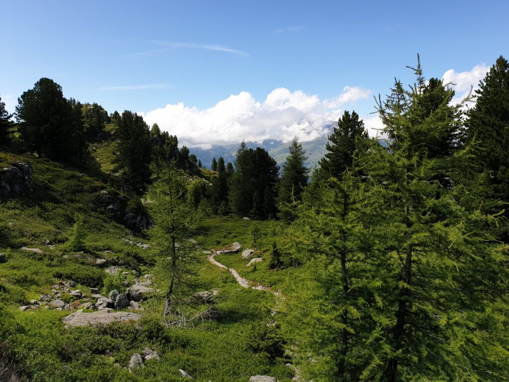 foret malgovert